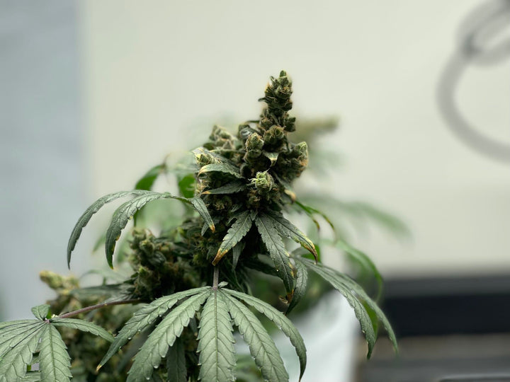 hemp and cannabis indica vs sativa plant 