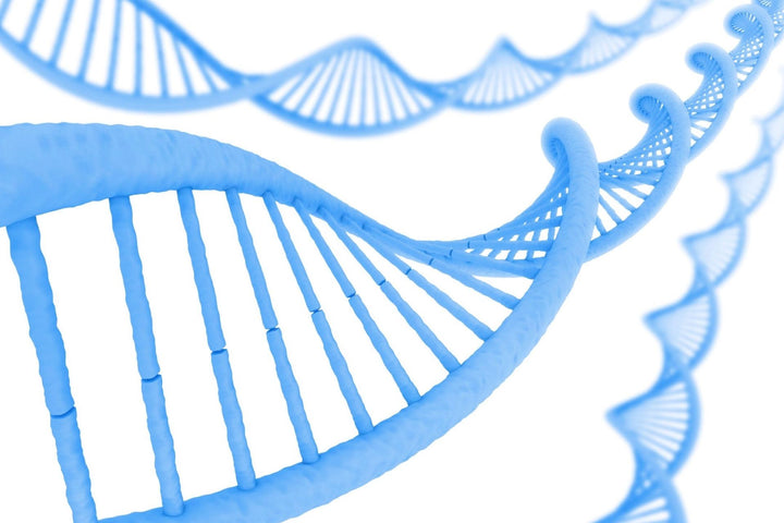 Why Hemp Genetics Matter To The CBD Industry