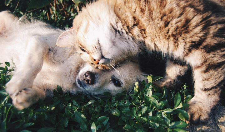 a dog and a cat laying in the grass benefiting from CBD for pets