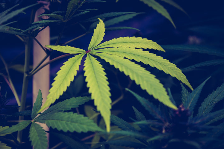 A Brief History of Cannabis Legalization