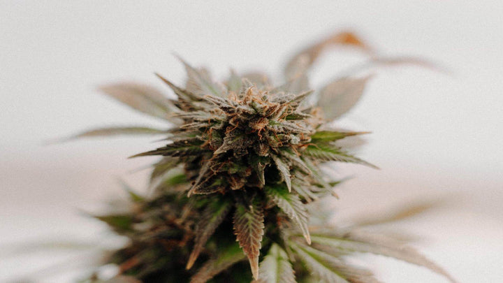 Closeup image of marijuana flower. e1011 Labs